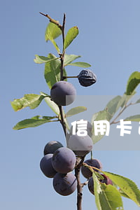 信用卡逾期能擔(dān)保么