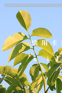 信用卡逾期能查到股票嗎(信用卡逾期會(huì)凍結(jié)股票賬戶嗎)