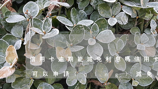 信用卡逾期能減免利息嗎(信用卡逾期一年多可以申請(qǐng)減免利息嗎)