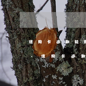 信用卡逾期能用個(gè)人公積金還款嗎-信用卡逾期能用個(gè)人公積金還款嗎