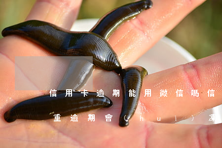 信用卡逾期能用微信嗎(信用卡嚴(yán)重逾期會(huì)凍結(jié)微信嗎)