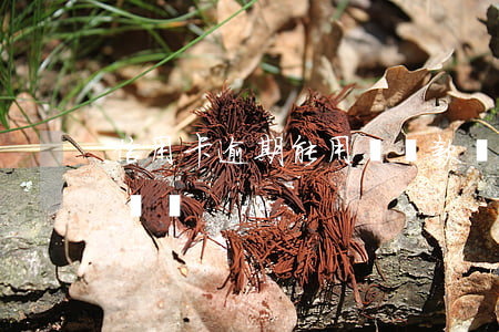 信用卡逾期能用車貸款嗎(信用卡逾期可以車貸嗎)