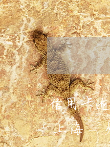 信用卡逾期能申請(qǐng)停息掛賬么上海-欠信用卡可以申請(qǐng)停息掛賬嗎