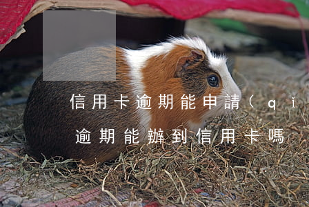 信用卡逾期能申請(qǐng)花唄嗎(花唄逾期能辦到信用卡嗎)