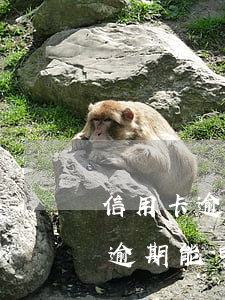 信用卡逾期能申請本金分期還款嗎-信用卡逾期能申請本金分期還款嗎