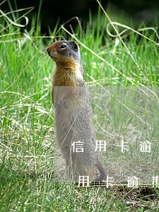 信用卡逾期能申請減免利息和滯納金嗎-信用卡逾期能申請減免利息和滯納金嗎