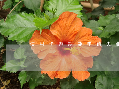 信用卡逾期能申请失业保险金吗