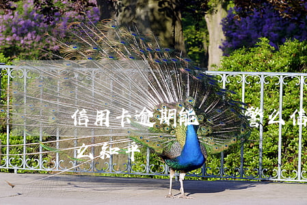 信用卡逾期能當輔警么(信用卡逾期能當輔警么知乎)