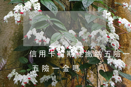 信用卡逾期能繳納五險一金嗎(欠信用卡能交五險一金嗎)