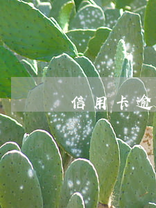 信用卡逾期能考輔警嗎(信用卡逾期能考輔警嗎嗎)