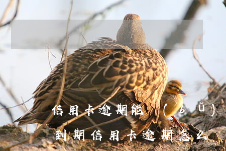 信用卡逾期能補(bǔ)辦身份證嗎(身份證到期信用卡逾期怎么辦)