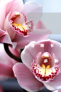 信用卡逾期能要求停息分期么 分期樂(lè)逾期影響信用卡?