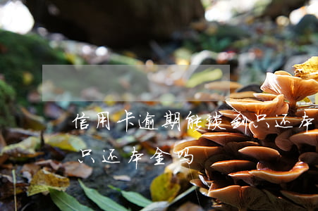 信用卡逾期能谈到只还本金吗 逾期的钱可以只还本金吗
