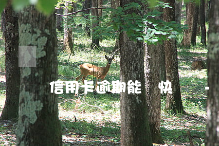 信用卡逾期能貸快貸嗎-快貸可以還信用卡嗎