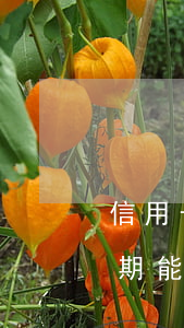 信用卡逾期能貸車(chē)貸不(信用卡逾期能貸車(chē)貸不)
