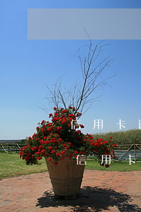 信用卡逾期能贷款的网贷(网贷有逾期能申请信用卡吗)