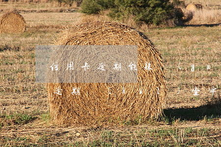 信用卡逾期能躲過(guò)坐牢嗎(信用卡逾期會(huì)坐牢嗎?)
