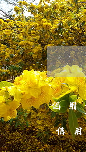 信用卡逾期能轉(zhuǎn)貸嗎(逾期的信用卡可以分期嗎)