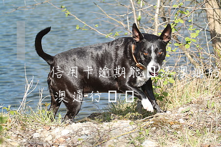 信用卡逾期能辦港澳通行證(有逾期可以辦港澳通行證嗎?)