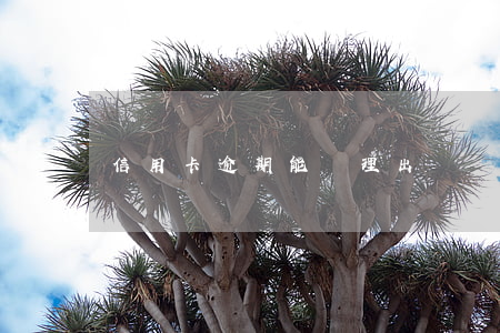信用卡逾期能辦理出國嗎