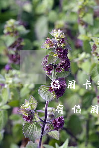信用卡逾期能辦理房產(chǎn)貸款嗎(有信用卡逾期記錄能辦貸款買房)