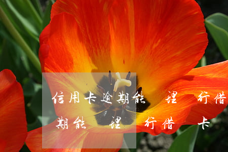 信用卡逾期能辦理銀行借記卡嗎-信用卡逾期能辦理銀行借記卡嗎