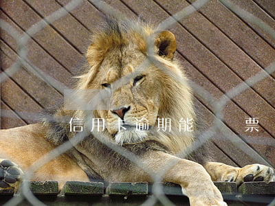 信用卡逾期能辦車票嗎(信用卡逾期能辦車票嗎)