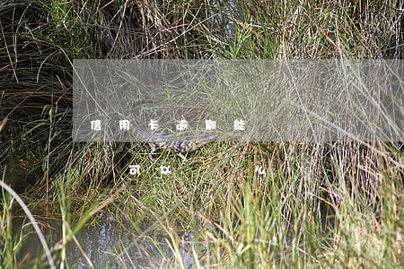 信用卡逾期能辦車輛過戶嗎(欠信用卡名下有車可以過戶么)
