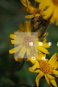 信用卡逾期能迁户口吗(征信有逾期可以转户口吗)