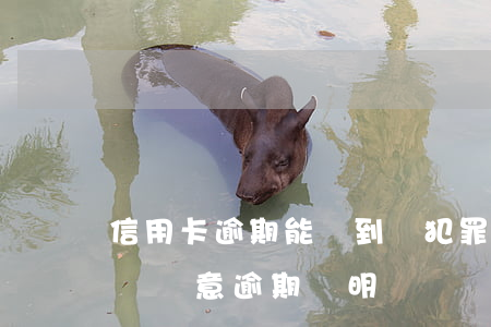 信用卡逾期能開到無犯罪證明嗎(銀行會出具無惡意逾期證明嗎)