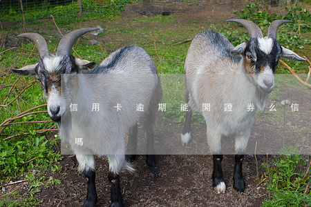 信用卡逾期能開證券么(信用卡逾期能開公司嗎)