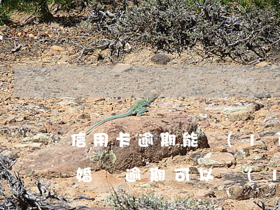 信用卡逾期能領(lǐng)結(jié)婚證(逾期可以領(lǐng)結(jié)婚證嗎)