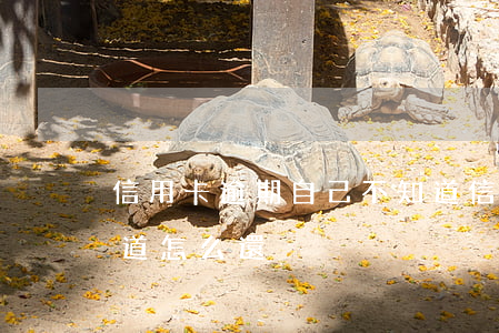 信用卡逾期自己不知道(信用卡逾期自己不知道怎么還)