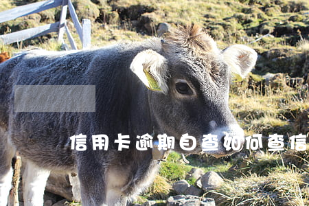 信用卡逾期自查(如何查信用卡逾期記錄)