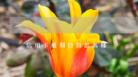 信用卡逾期自首怎么樣