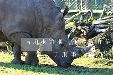 信用卡逾期與刑事責任(信用卡逾期在什么情況下屬于刑事責任)