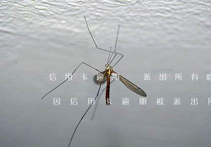信用卡逾期與派出所有啥關(guān)系 因信用卡逾期被派出所關(guān)起來后會怎么樣