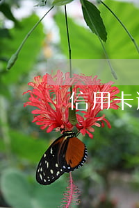 信用卡逾期與還款日(信用卡逾期與還款日)