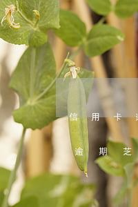 信用卡逾期芝麻分會(huì)掉嗎(信用卡逾期芝麻分降嗎?)
