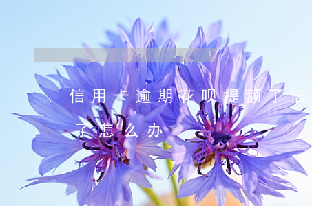 信用卡逾期花呗提额了(信用卡逾期花呗提额了怎么办)