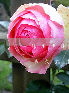 信用卡逾期花唄還款會降額嗎 花唄逾期降額多久能恢復(fù)還有機(jī)會用嗎