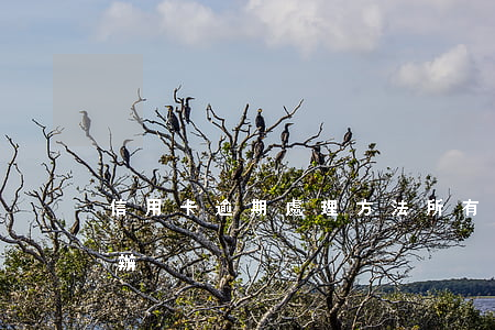 信用卡逾期處理方法(所有的信用卡逾期怎么辦)