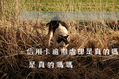 信用卡逾期處理是真的嗎-信用卡逾期處理是真的嗎嗎