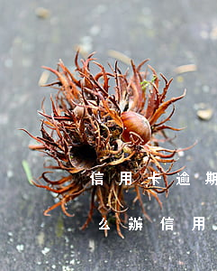 信用卡逾期處理的業(yè)務(wù)怎么辦（信用卡逾期處理的業(yè)務(wù)怎么辦）