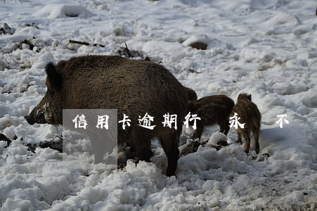 信用卡逾期行為永遠不會消嗎(信用卡逾期)