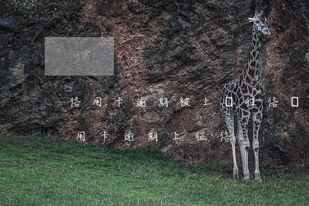 信用卡逾期被上報征信嚴重么(因疫情導致信用卡逾期上征信)