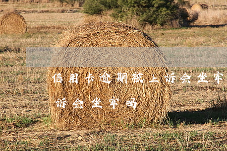 信用卡逾期被上诉会坐牢吗(信用卡逾期被上诉会坐牢吗)
