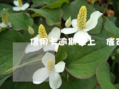 信用卡逾期被上門催可以起訴嘛