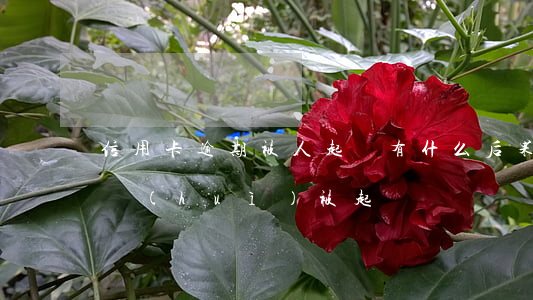 信用卡逾期被人起訴有什么后果-欠信用卡會(huì)被起訴
