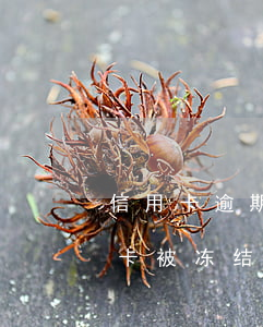 信用卡逾期被他行冻结 其他银行有逾期导致卡被冻结